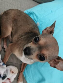 Mini-chihuahua Deckrüde - Lage (Nordrhein-Westfalen)
