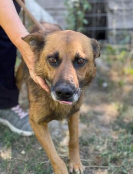 Mancs / Pfötchen LM -Ein treuer Gefährte - Neustadt (Rübenberge)