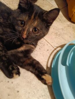 Kitten Mix EKH Schildpatt - Wendelstein