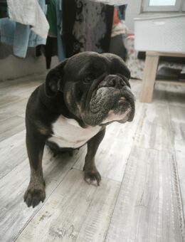 Englische Bulldoggen Hündin sucht tolle Familie - Plön