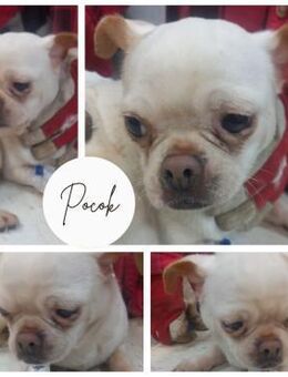 POCOK PP Mops Chi Mädel sucht euch - Neustadt (Rübenberge)