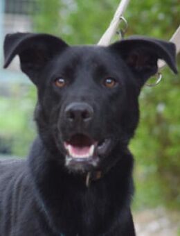 Lindt - verspielt & verschmust - Lohmar