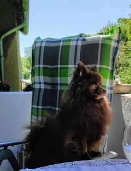 Zwerg Spitz - 6 J. Sucht liebevolles Zuhause - Olsberg