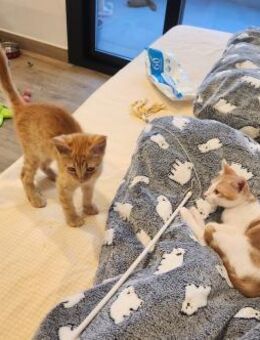 Junge Kater Clarence, Golden und Teddy - Karlsruhe