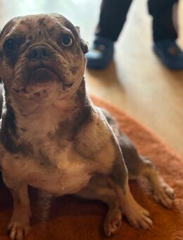 Französische Bulldoggen Hündin mit Ahnentafel - Diemelsee