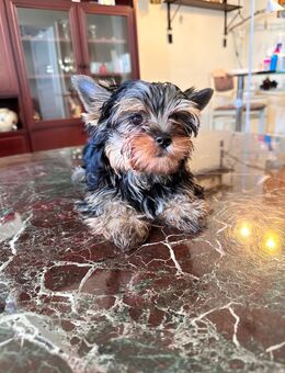 Yorkshire Terrier Welpen - Ingelheim (Rhein)