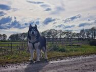 Alaskan Malamute Deckrüde - Werlte