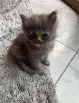 5 Katzenkinder in gutes neues Zuhause abzugeben - Neumarkt-Sankt Veit