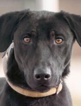 HERBIE - wartet schon so lange - Seggebruch