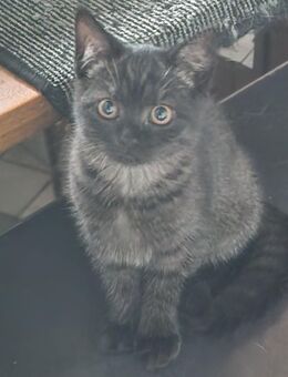 BKH KATZEN IN Smoke Black - Marsberg