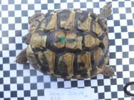 griechische Landschildkröten, boettgerie, aus privater Nachzucht zu verkaufen, Jahrgang 2018 männliche Tiere - Mainz