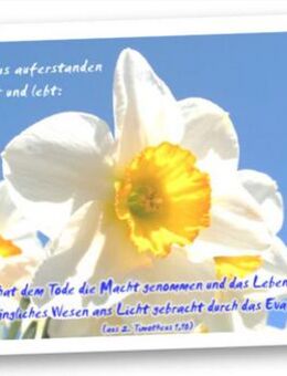 Christliche Osterkarte: Narzissenblüte I - Faltkarte - Wilhelmshaven Zentrum