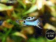 Japan Blue, Endler, Guppy, RARITÄT, reinerbig (Versand/ Abholung) - Mechernich