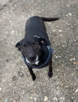 Gnadenplatz für Mandy - Fließem
