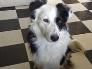 Aussie Bordercollie Rüden - Kalbe (Milde)