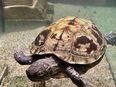 Schildkröte Wasserschildkröte in 88356