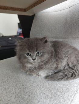 Süße BLH Kitten sind zum Ausziehen bereit - Bielefeld Schildesche