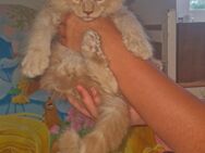 Main Coon Männchen - Herne