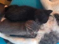 Kitten zu verkaufen - Schleswig