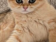 BKH Kitten mit Stammbaum - Bischofsheim