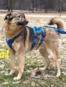 Lyalya1 mit besonderer Ausstrahlung 6/22 - Ruppertsecken