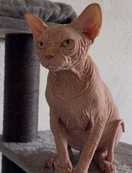 Wunderschöner Canadian Sphynx Kater 10 Monate - Leipzig