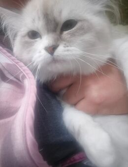 Ragdoll blh mix Baby Junge - Castrop-Rauxel