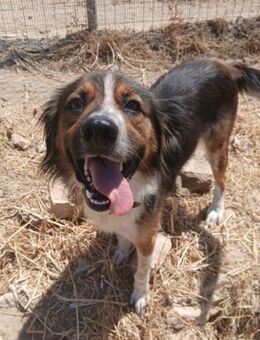 Aufgeweckter Raider will gefallen - Bergkirchen