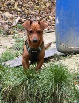 Ich heiße Mano ... - Frankfurt (Main)