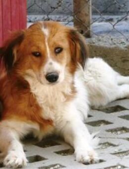 Kaela ist lieb, schön und sanft! - Karben