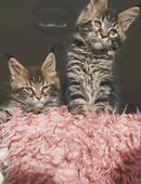 Traum Maine Coon Katerchen Brüder Jack&Jones mit Stammbaum suchen... in 36399