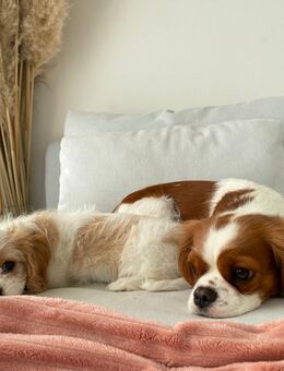 🐶 Letzte kleine Cavamalt-Hündin sucht ihr Zuhause - Wilkau-Haßlau