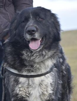 Lizi, eine auffallende Schönheit - Puchheim