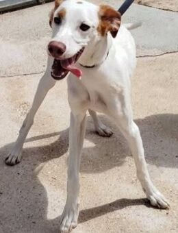 Ona ist sehr verspielt - Donaueschingen