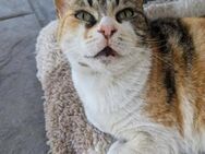Missy - die Prinzessin vom Parkplatz - Kirchheim (München)