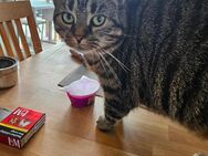 Katze 7 Jahre - Horneburg