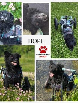 Kämpferherz Hope sucht seine Menschen - Margetshöchheim