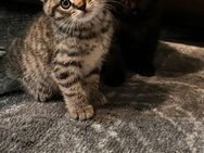 BKH Kitten golden tabby und black smoke - Hamburg