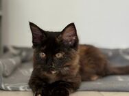Reinrassige Maine-Coon Katze, sehr verschmust, in liebevolle Hände abzugeben - Kreuztal Zentrum