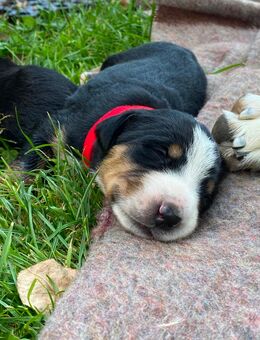 Swissydog Welpen: Große Schweizer - Appenzeller Welpen - Brannenburg
