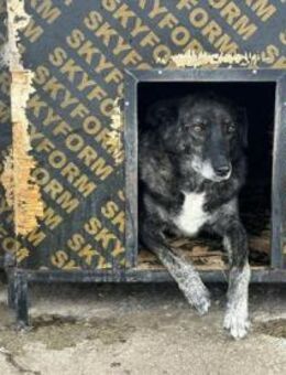 Stracciatello - der stille Genießer - Berlin