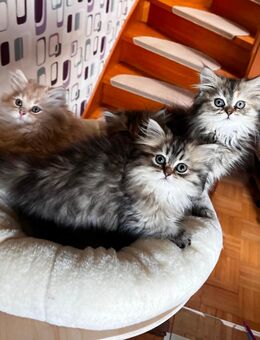 3 Perserkitten aus liebevoller Aufzucht - geimpft, entwurmt, an Hunde gewöhnt - Waltrop Zentrum