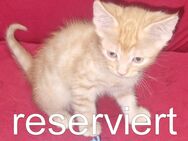 Maine Coon Mix Kätzchen suchen einen neuen Dosenöffner - Leutkirch (Allgäu)