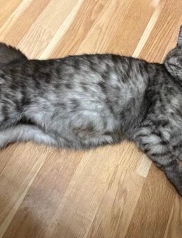 Bkh Mädchen Choco tabby smoke 15 Monate super verschmust - Gelsenkirchen Bismarck