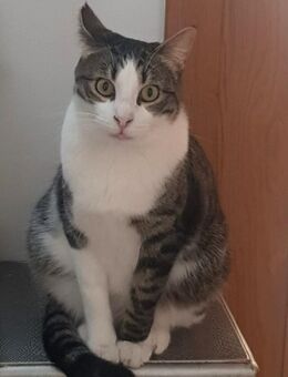 Kater Perlito; sucht Katzenreich und res - Geilenkirchen