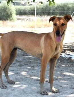 Lily aktiv menschenbezogen Ho - Ludwigshafen (Rhein)