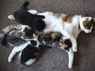 Wunderschöne Katzen suchen ab 31.7.25 ein liebevolles Zuhause - Ursberg