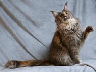 WHISKY die Maine Coon Prinzessin mit Stammbaum - München Neuhausen-Nymphenburg