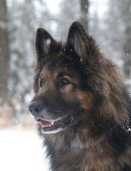 MOBBY, verschmuster Hund für Erfahrene - Reisbach