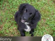 Ronny: Hundekind sucht ein Zuhause - Kirchzell